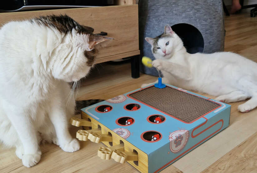 zabawka dla kota Skaczace Chomiki 05